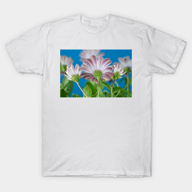 Osteospermum  Serenity White = &#39;Balserwhit&#39;  African daisy  Serenity Series  Back of flowers T-Shirt by chrisburrows